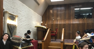 פרשת כי תשא - פרה בבית משיח - גלריה 